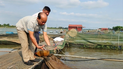 Sturgeon farming on Kinh Thay river