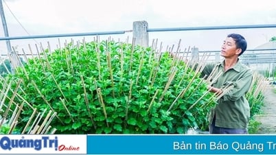 Nông dân phường Đông Giang hối hả chăm sóc hoa Tết