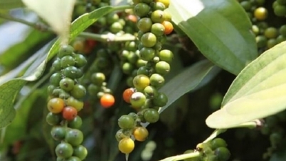 Vietnam's pepper exports increased by nearly 43% after 8 months