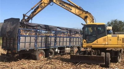 Los productores de caña de azúcar están llenos de alegría con la nueva primavera