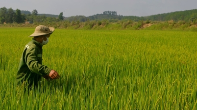 Dak Nong focuses on protecting winter-spring crops