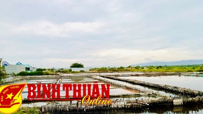 Diện tích sản xuất muối đang dần thu hẹp, do đâu?