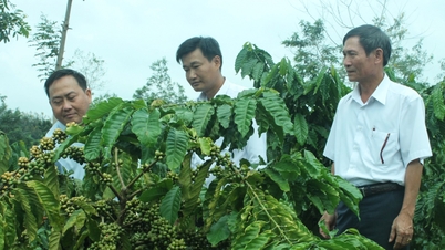 Hy vọng mới cho tái canh cà phê tại Đắk Lắk