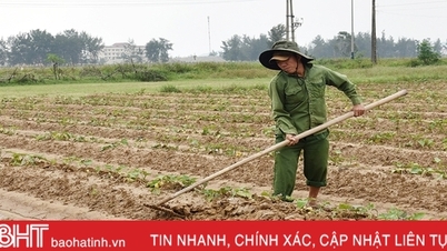 Loc Ha ផលិត​ដំណាំ​រដូវរងា​យ៉ាង​បត់បែន ដើម្បី​បញ្ចៀស​គ្រោះ​ធម្មជាតិ