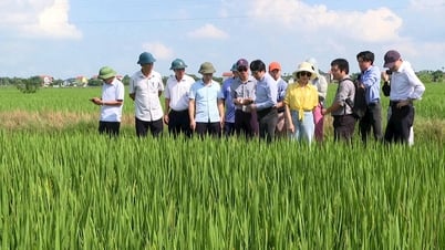 Doanh nghiệp tìm cơ hội hợp tác triển khai dự án tín chỉ carbon tại Hải Dương