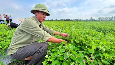 Nông dân Tân Quang trồng kim tiền thảo, thu tiền... trăm triệu/ha