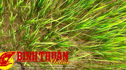 កិច្ចខិតខំប្រឹងប្រែងដើម្បីការពារ និងទប់ទល់នឹងគ្រោះរាំងស្ងួតក្នុងរដូវរងា