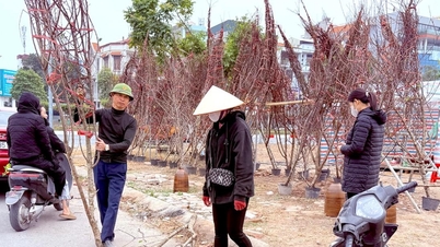 Đào miền núi đã về phố Hải Dương, người dân chơi hoa Tết sớm