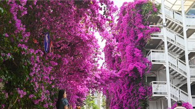 Bougainvillea យក្សរីកដុះដាលពេញ 4 ជាន់ក្នុងប្រទេសចិន ទាក់ទាញភ្ញៀវទេសចរណ៍ចូលទស្សនា