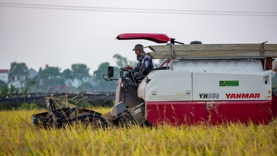 Giá dịch vụ gặt máy tại một số nơi giảm nhẹ