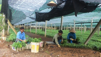 The whole province newly established 153 enterprises and cooperatives.