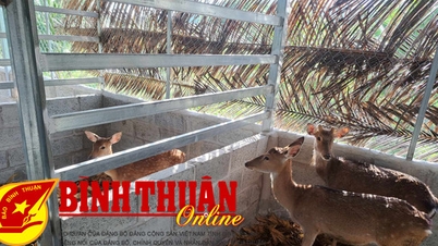 Hàm Thuận Bắc ra mắt mô hình nuôi hươu sao