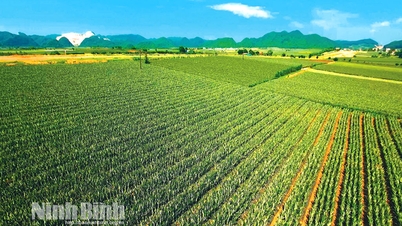 Dong Giao Food Export Joint Stock Company: Geschlossene Produktion, Steigerung des Wertes vietnamesischer Agrarprodukte