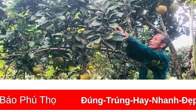 ដើមក្រូចថ្លុង ឌៀន នៅតាឡាប