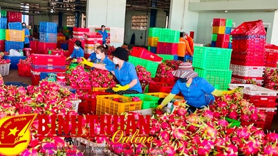Diện tích thanh long ở Trung Quốc tăng thần tốc, Việt Nam tập trung nâng cao chất lượng sản phẩm