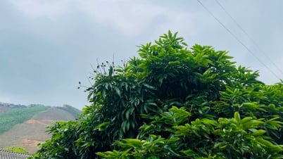 Diện tích trồng vải ở Chí Linh giảm 8 ha