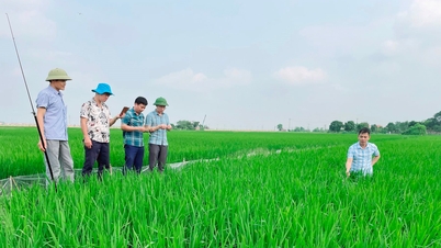 Hải Dương khuyến cáo nông dân tăng cường phòng trừ sâu bệnh trên cây lúa, vải