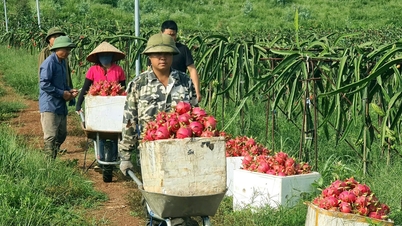 Xanh mướt đồi thanh long Bến Tắm (Chí Linh)