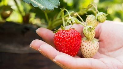 Famous strawberry gardens in Lam Dong