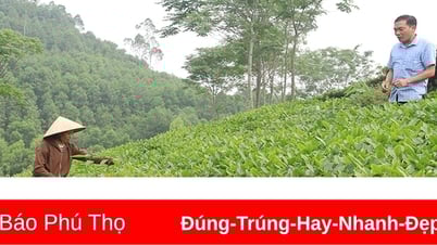 Poverty reduction in Dong Xuan