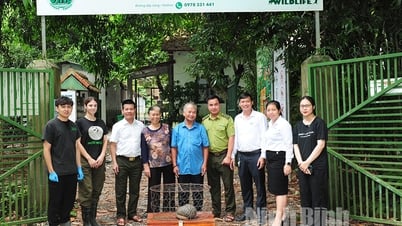 គ្រួសារមួយនៅទីក្រុង Ninh Binh បានប្រគល់សត្វពង្រូលដល់ឧទ្យានជាតិ Cuc Phuong។