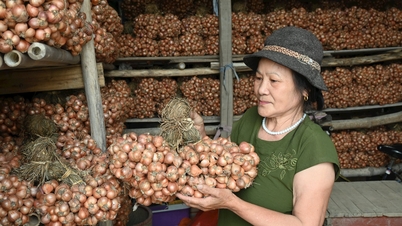 Kinh Môn vào mùa sơ chế hành tỏi
