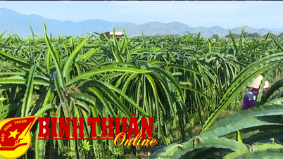 Farmers anxious about Tet dragon fruit crop