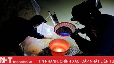 Nghi Xuan에서 밤에 지렁이를 "사냥"하다