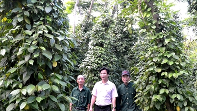 Helping poor households in Thang Binh rise up with preferential loans
