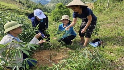 Sinh kế của người dân Tương Dương được đảm bảo tốt hơn