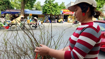 Hoa Tết xuất hiện sớm ở Hải Dương