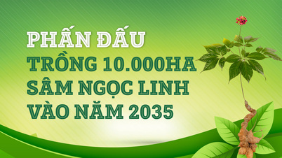 Phấn đấu trồng 10.000ha sâm Ngọc Linh vào năm 2035