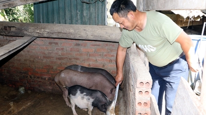 豚肉価格が上昇、農家は再飼育に依然として慎重
