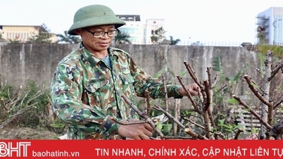 មមាញឹក​ក្នុង​ការ​ស្តារ​ដើម​ប៉េស​ឡើង​វិញ​បន្ទាប់​ពី​តេត