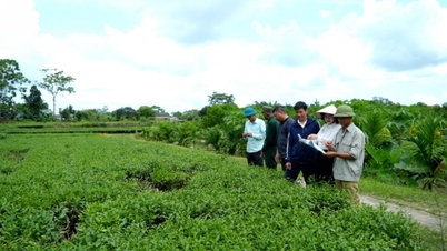 Innovation in thinking to develop sustainable agriculture