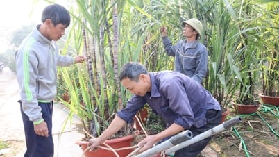 Độc lạ mía chậu chơi Tết