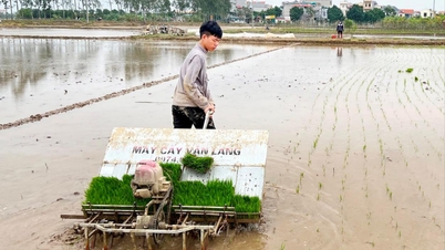 Hai Duong បាន​ដាំដុះ​ជាង 4,700 ហិកតា