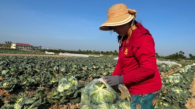 Nông dân Gia Lộc bán rau vụ đông sớm giá cao nhất 12 triệu đồng/sào