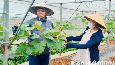 Khi người trẻ ở Hải Dương xin là thành viên hợp tác xã