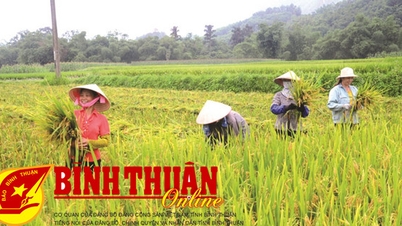 Mùa gặt xưa