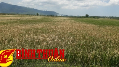 ព្រមាន​អំពី​ដង្កូវ​ដើម​បំផ្លាញ​ដំណាំ​ស្រូវ