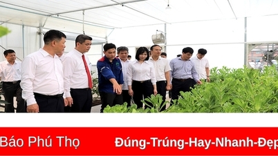 Supe Lam Thao សួនពិសោធន៍