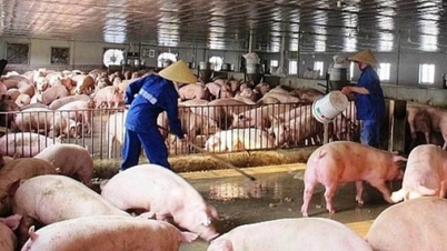 Có thể nhập khẩu thịt lợn đảm bảo nguồn cung dịp Tết