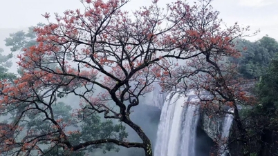 Royal poinciana រដូវផ្ការីកនៅទឹកធ្លាក់ហង្សអេន