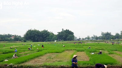 ផលិតស្រូវរដូវក្ដៅ-រដូវស្លឹកឈើជ្រុះជាបន្ទាន់នៅតំបន់ Chau Nhan ដែលងាយរងគ្រោះដោយទឹកជំនន់