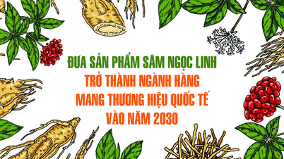 Machen Sie Ngoc Linh Ginseng-Produkte bis 2030 zu einem internationalen Markenprodukt