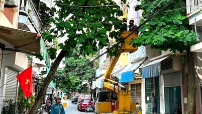 Hai Duong City, pruning, trees, urban, storm number 3