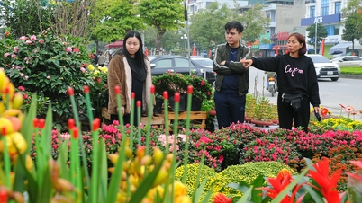 Thị trường hoa, cây cảnh Tết ở Hải Dương phong phú, đa dạng