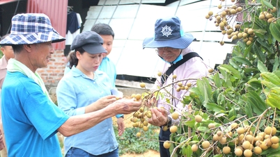 Chi Linh unterhält 31 Vorwahlen für den Longan-Anbau