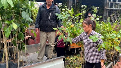 Global Green Seed Company supports Thanh Mien with more than 5,000 trees to implement Tet tree planting
